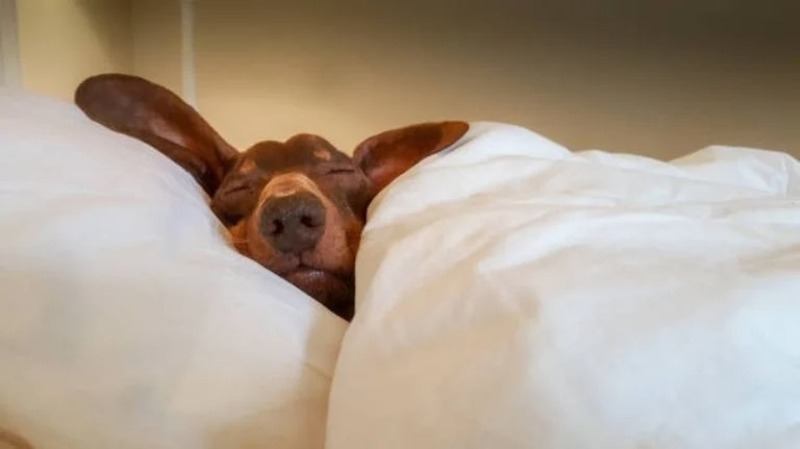 Quel est le meilleur endroit pour faire dormir un chien ?