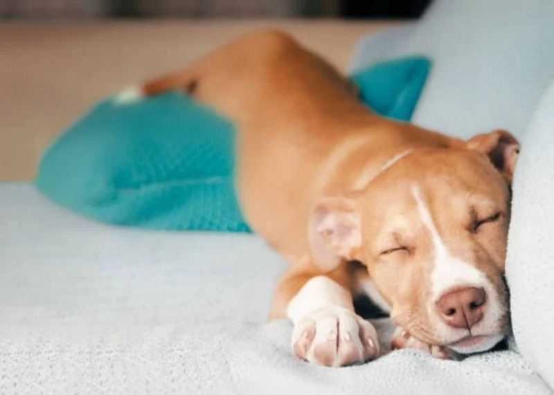 Quel est le meilleur endroit pour faire dormir un chien ?
