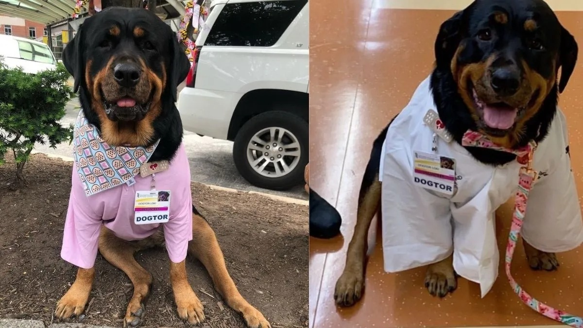 Ce chien de thérapie a obtenu un doctorat pour aider les patients à l'hôpital !