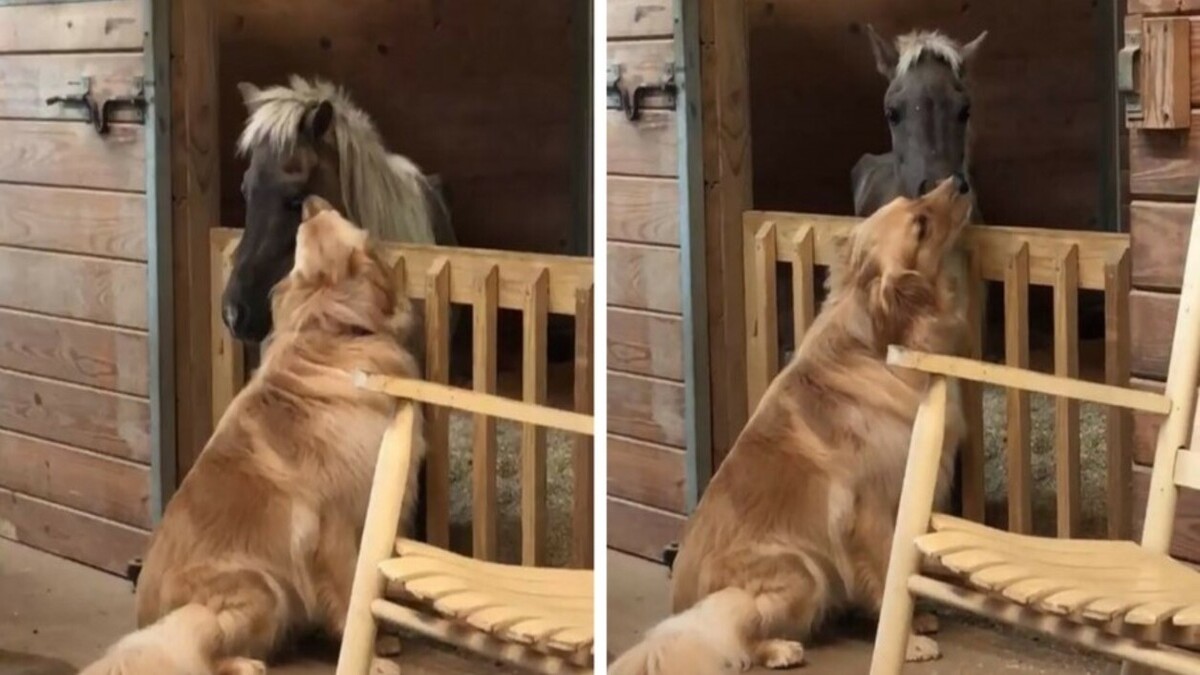 Rencontrez Molly, le chien de thérapie pour les chevaux maltraités