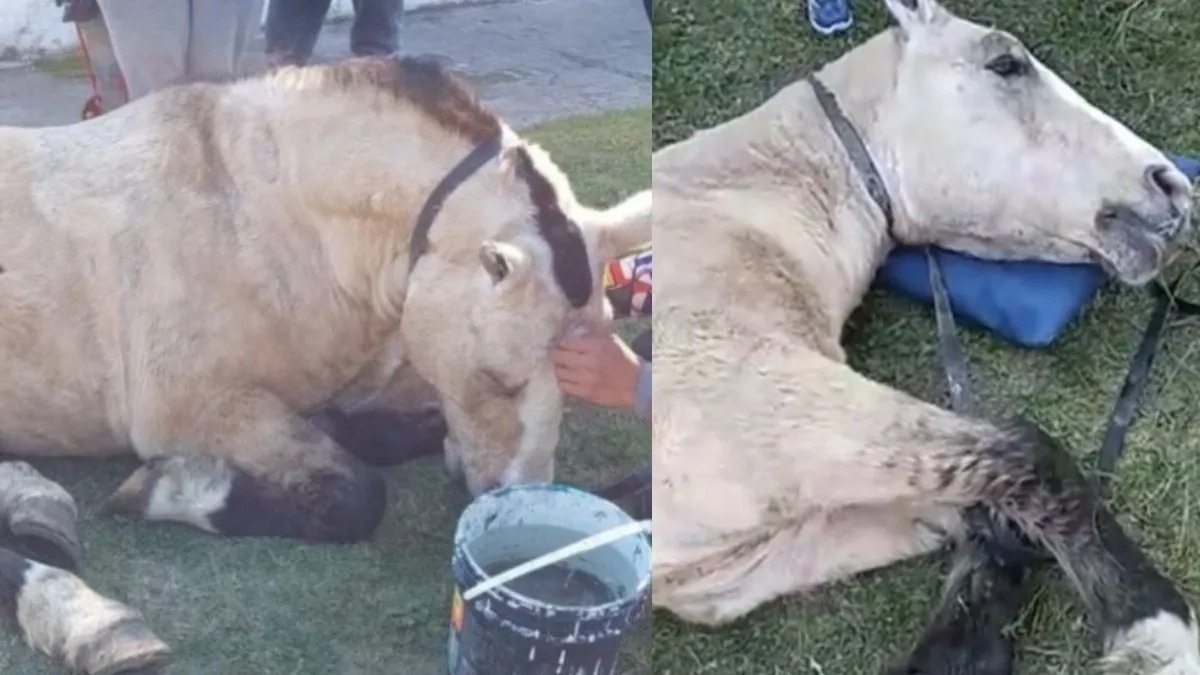 Un cheval exploité s'effondre d'épuisement dans la rue