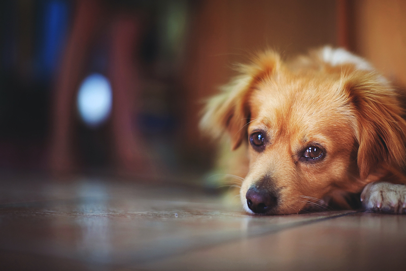 7 clés pour savoir si notre chien est triste, les signes révélateurs