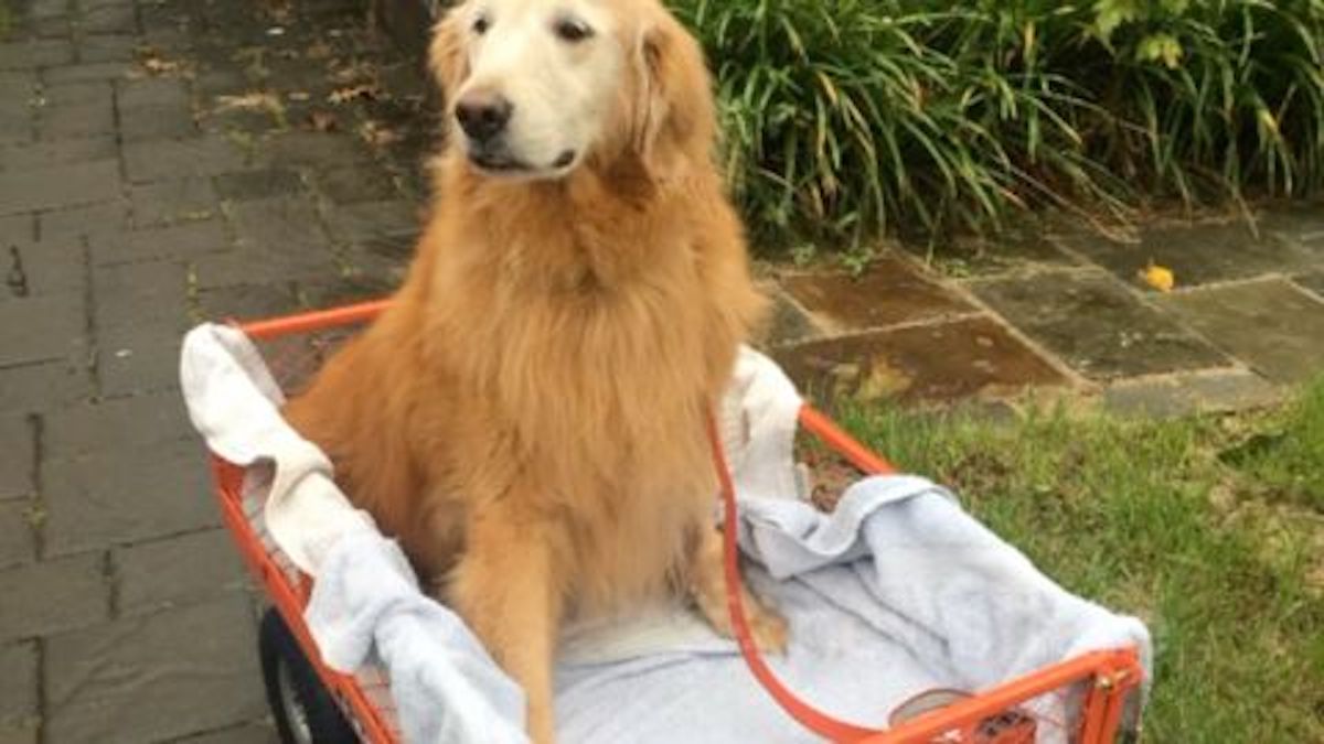 Son chien âgé ne peut plus marcher, elle lui offre un cadeau d’une valeur inestimable !