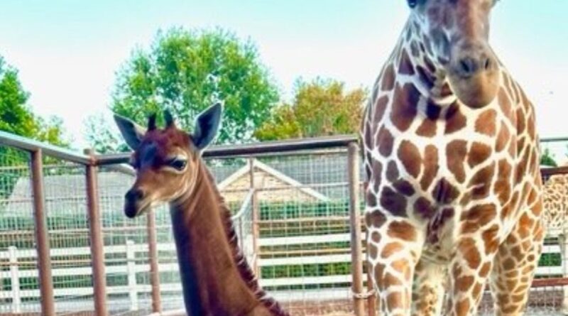 Un bébé girafe est né avec une peau brune au lieu de taches, et c'est adorable !