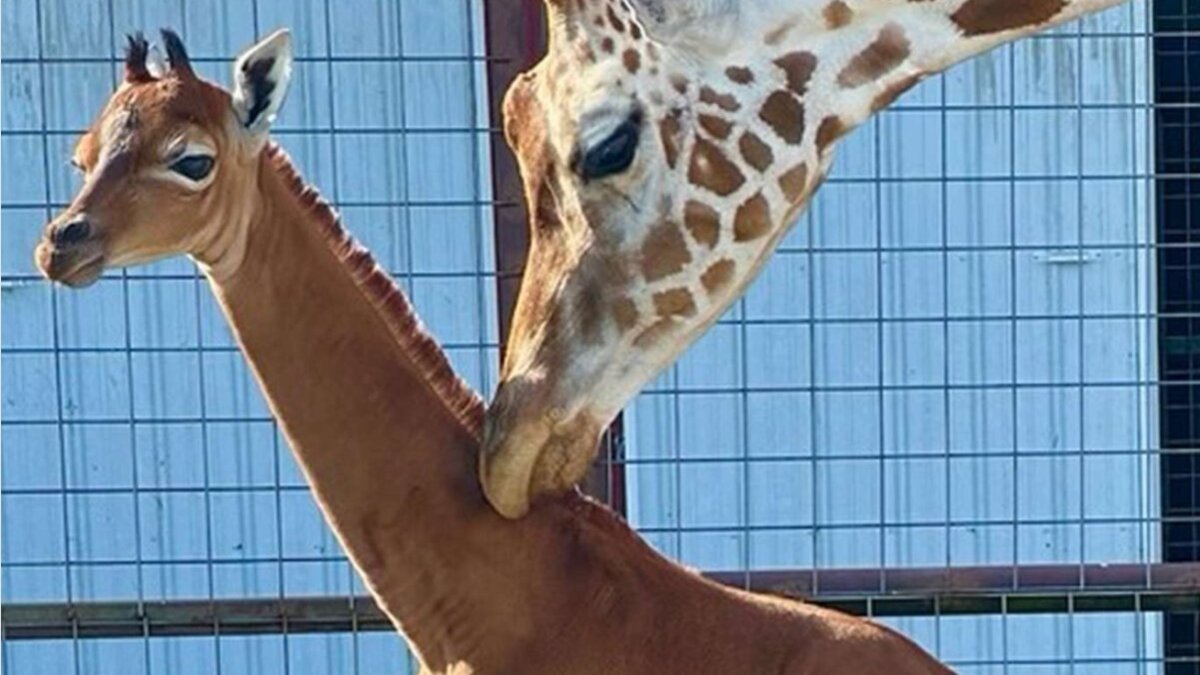 Un bébé girafe est né avec une peau brune au lieu de taches, et c'est adorable !