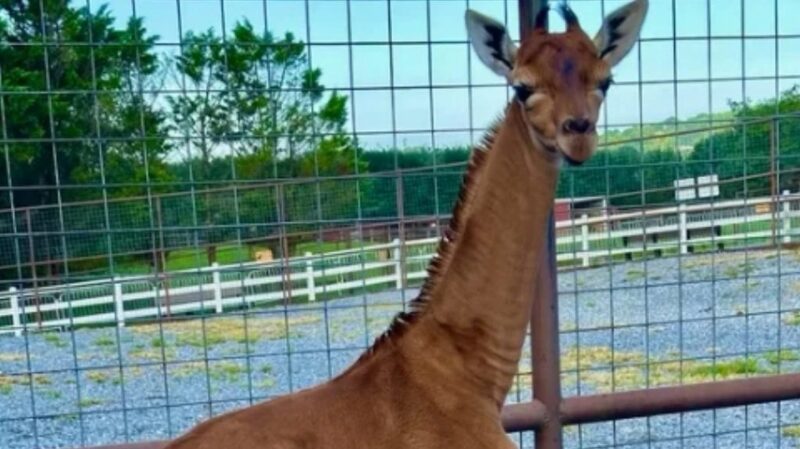 Un bébé girafe est né avec une peau brune au lieu de taches, et c'est adorable !