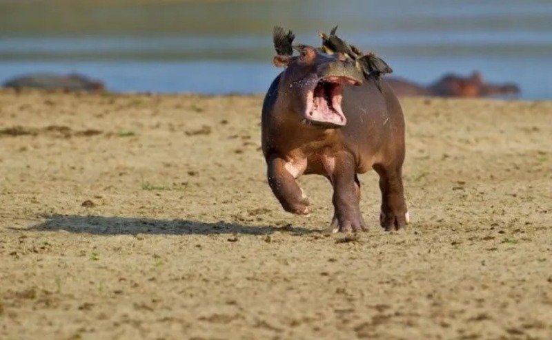 Un bébé hippopotame panique lorsque des oiseaux se tiennent sur son dos, il s'enfuit de peur !