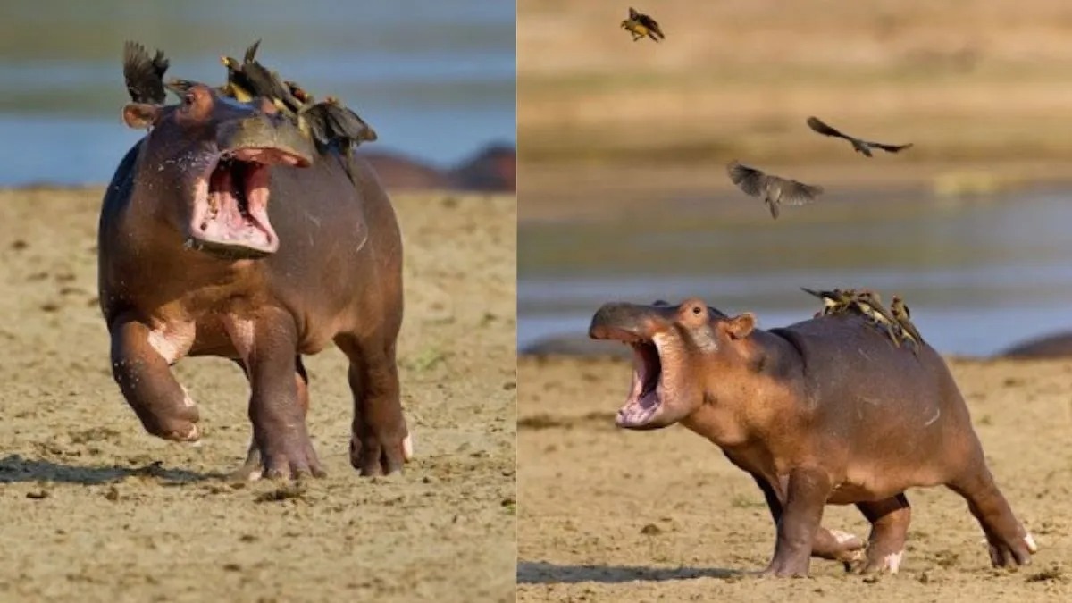 Un bébé hippopotame panique lorsque des oiseaux se tiennent sur son dos, il s'enfuit de peur !