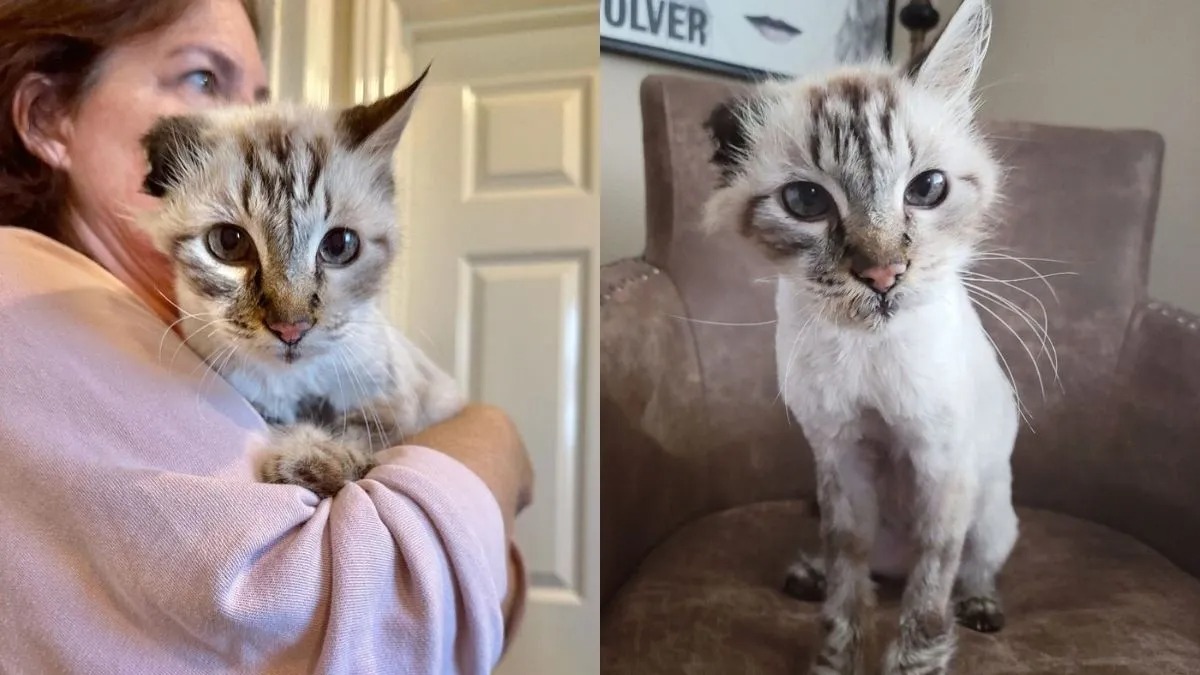 Un chat âgé avec une oreille fendue est secouru après le décès de son maître, il ne sera plus seul !