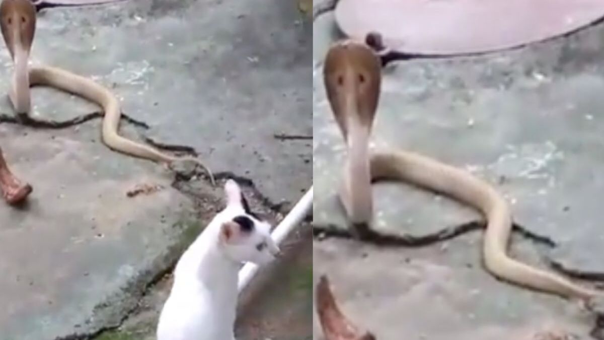 Un chat affronte un cobra pour l'empêcher d'attaquer son propriétaire dans la maison !