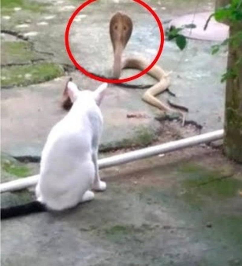 Un chat affronte un cobra pour l'empêcher d'attaquer son propriétaire dans la maison !