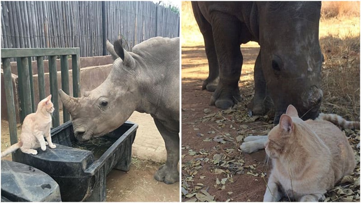 Un chat courageux se lie d'amitié avec un bébé rhinocéros !