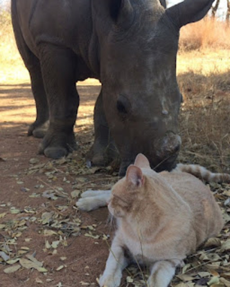 Un chat courageux se lie d'amitié avec un bébé rhinocéros !