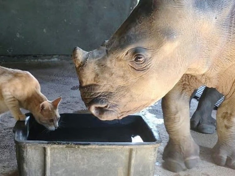 Un chat courageux se lie d'amitié avec un bébé rhinocéros !