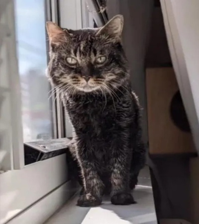Un chat errant qui a passé sa vie dans une benne à ordures est sauvé et trouve un foyer