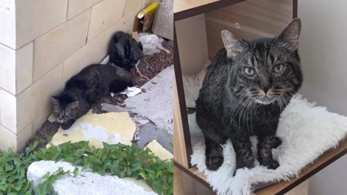 Un chat errant qui a passé sa vie dans une benne à ordures est sauvé et trouve un foyer