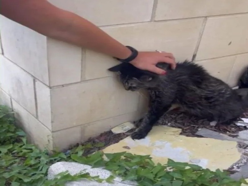 Un chat errant qui a passé sa vie dans une benne à ordures est sauvé et trouve un foyer