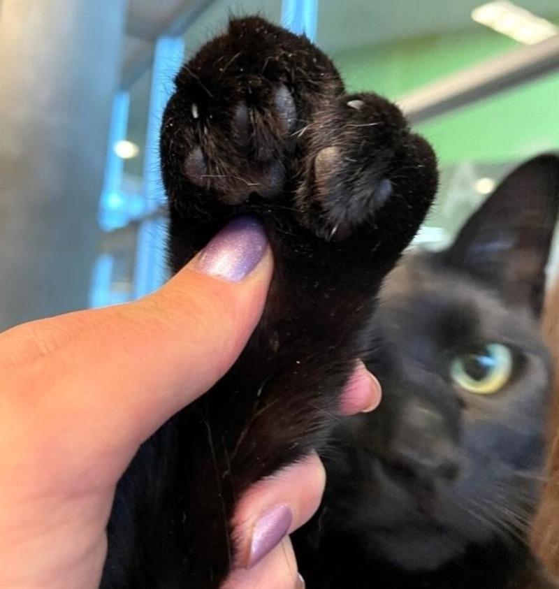 Un chaton errant sauvé avec des orteils supplémentaires trouve une famille pour toujours !