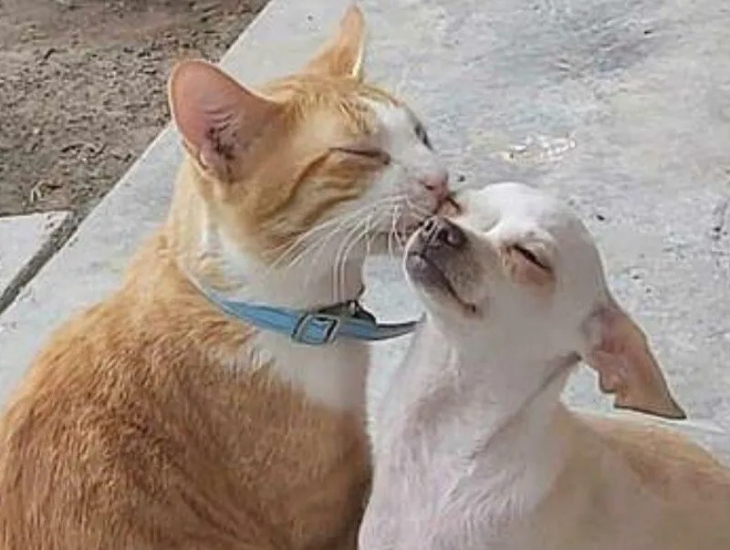 Un chaton a été abandonné dans la rue et un chiot l'a adopté : il ne cesse de lui faire des câlins et des bisous !