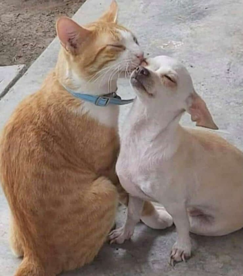 Un chaton a été abandonné dans la rue et un chiot l'a adopté : il ne cesse de lui faire des câlins et des bisous !