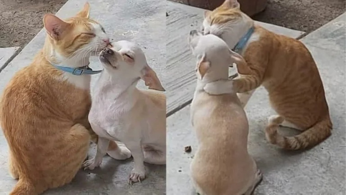 Un chaton a été abandonné dans la rue et un chiot l'a adopté : il ne cesse de lui faire des câlins et des bisous !