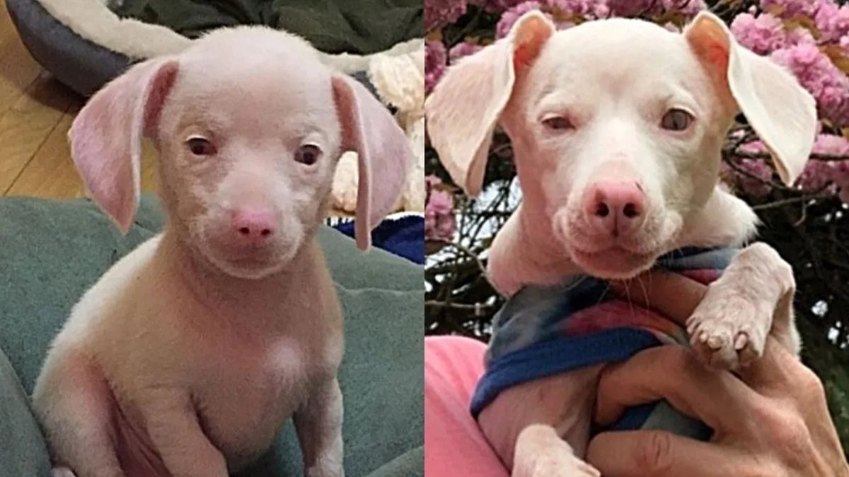 Un chien aveugle et sourd qui ressemble à un porcelet a été sauvé et est désormais célèbre !