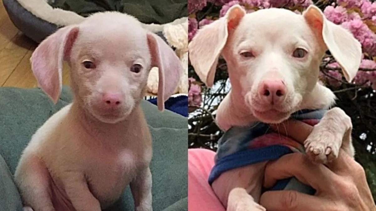 Un chien aveugle et sourd qui ressemble à un porcelet a été sauvé et est désormais célèbre !
