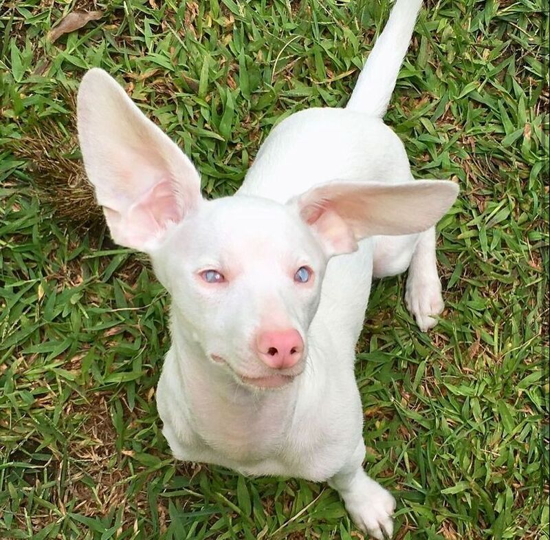 Un chien aveugle et sourd qui ressemble à un porcelet a été sauvé et est désormais célèbre !