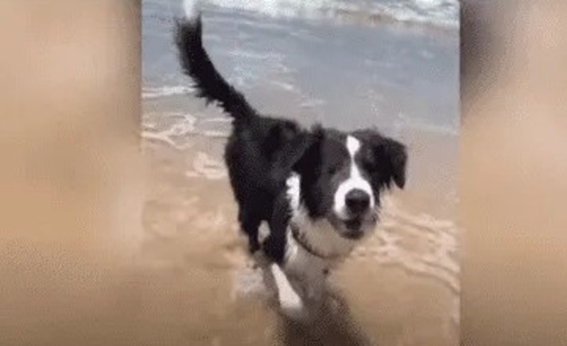 Un chien aveugle va à la plage pour la première fois ; voici comment il a réagi !