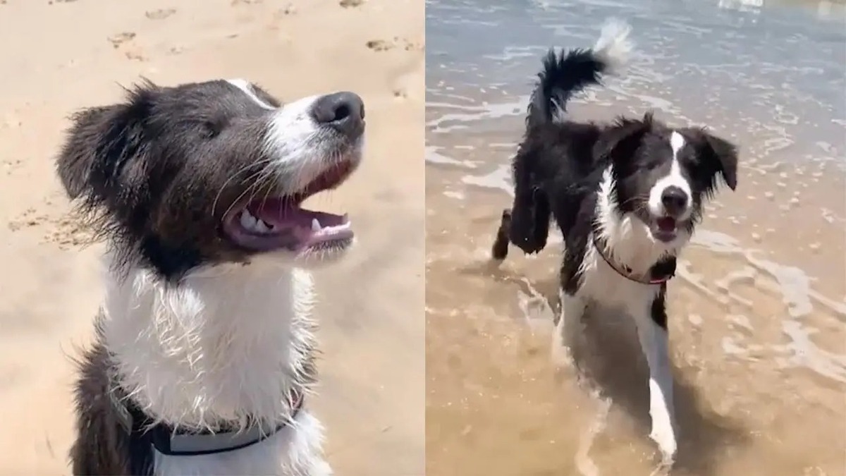 Un chien aveugle va à la plage pour la première fois ; voici comment il a réagi !