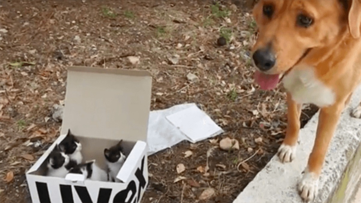 Un chien conduit des sauveteurs jusqu'à une boîte de chatons abandonnés et devient ensuite l'ultime parent d'accueil !