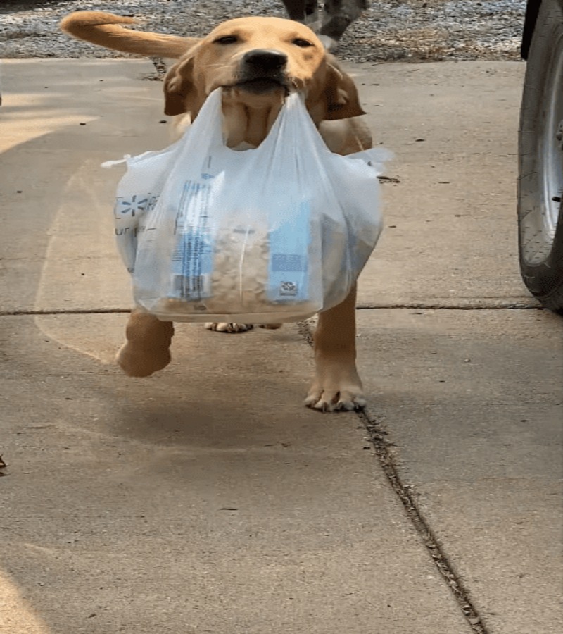 Un chien court pour aider son maître à descendre les courses du supermarché !