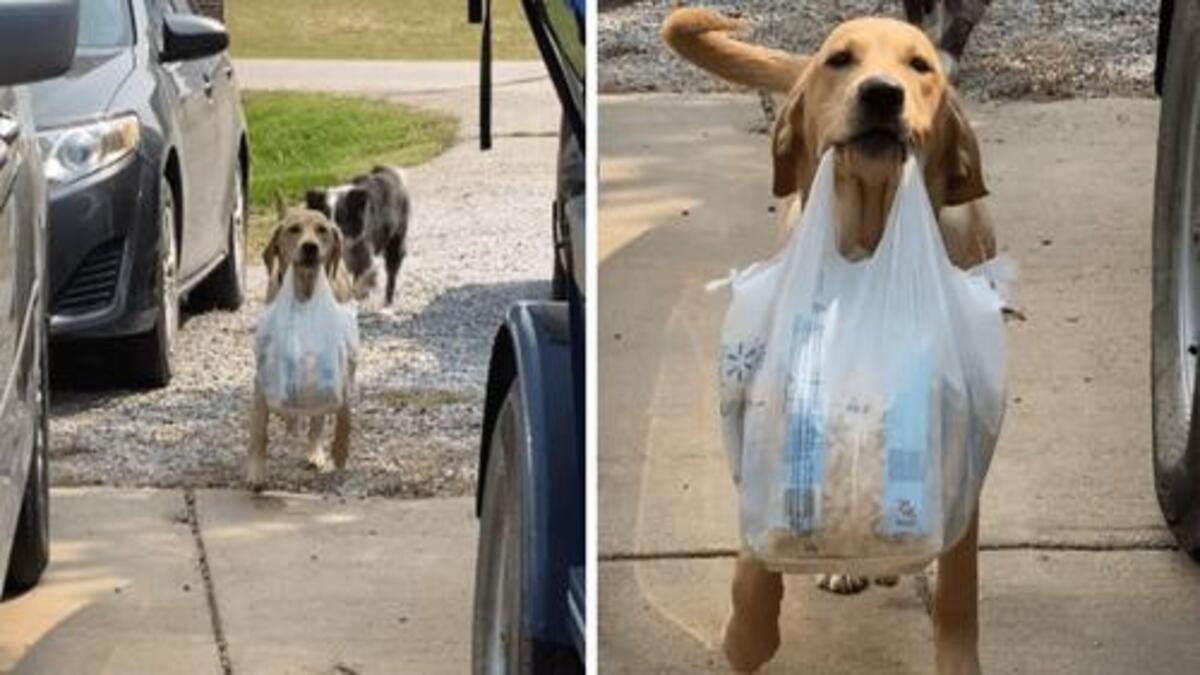 Un chien court pour aider son maître à descendre les courses du supermarché !