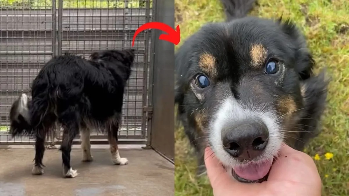 Un chien de refuge aveugle qui a attendu plus d'un an pour trouver une famille est adopté par le refuge