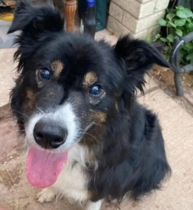 Un chien de refuge aveugle qui a attendu plus d'un an pour trouver une famille est adopté par le refuge