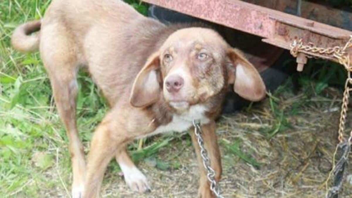 Un chien passe sa vie enchaîné à une remorque jusqu’à ce que sa vie bascule pour toujours