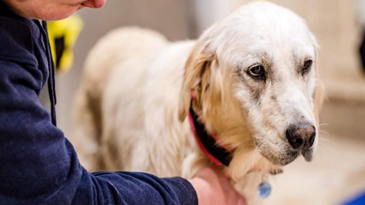 Un chien errant frappe à une porte, son destin va basculer pour toujours !