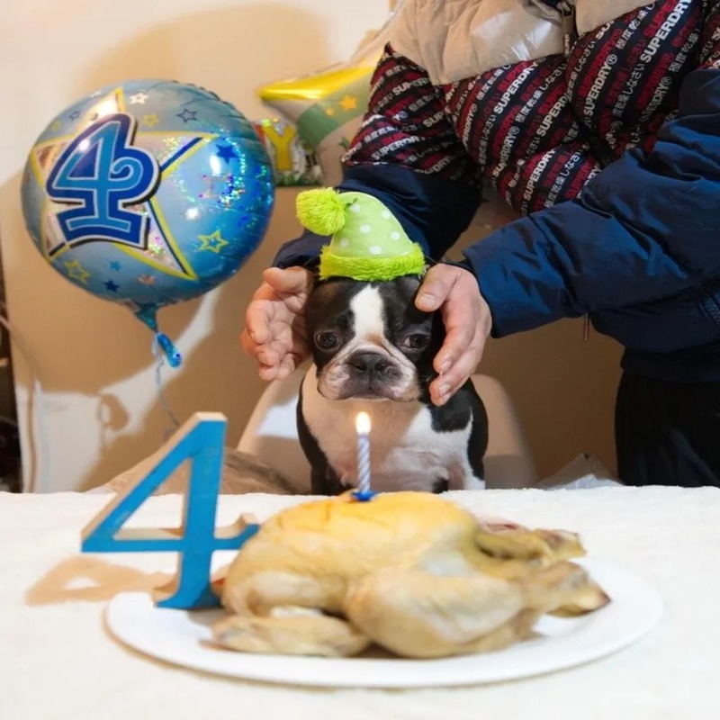Un chien fête ses quatre ans et sa famille lui fait la plus belle des surprises !