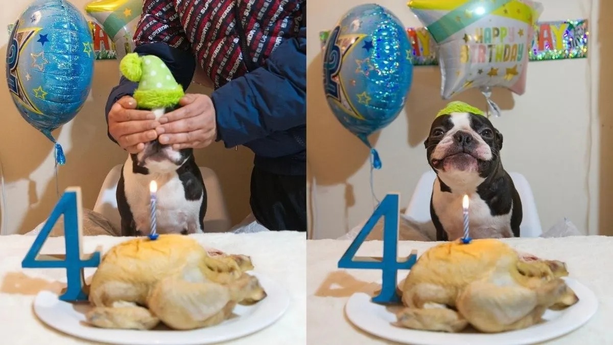 Un chien fête ses quatre ans et sa famille lui fait la plus belle des surprises !
