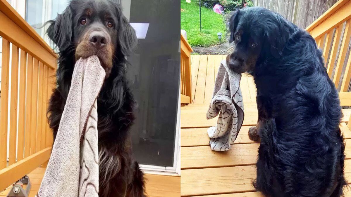 Un chien qui a peur de tout à cause de traumatismes passés trouve le calme en portant toujours une couverture !