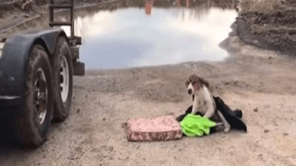 Une chienne sans abri attend qu'on lui vienne en aide, elle ne peut même pas se lever !