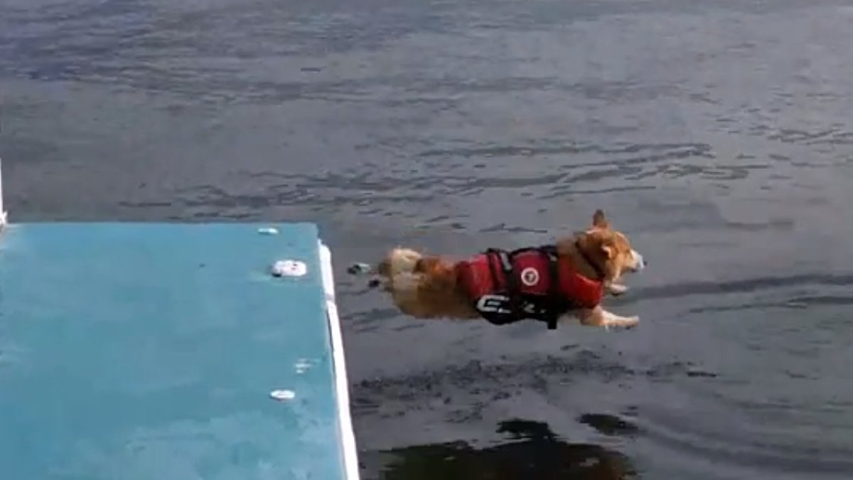 Un chien saute dans l'eau, vous n’allez pas croire ce qu'il tient dans sa gueule