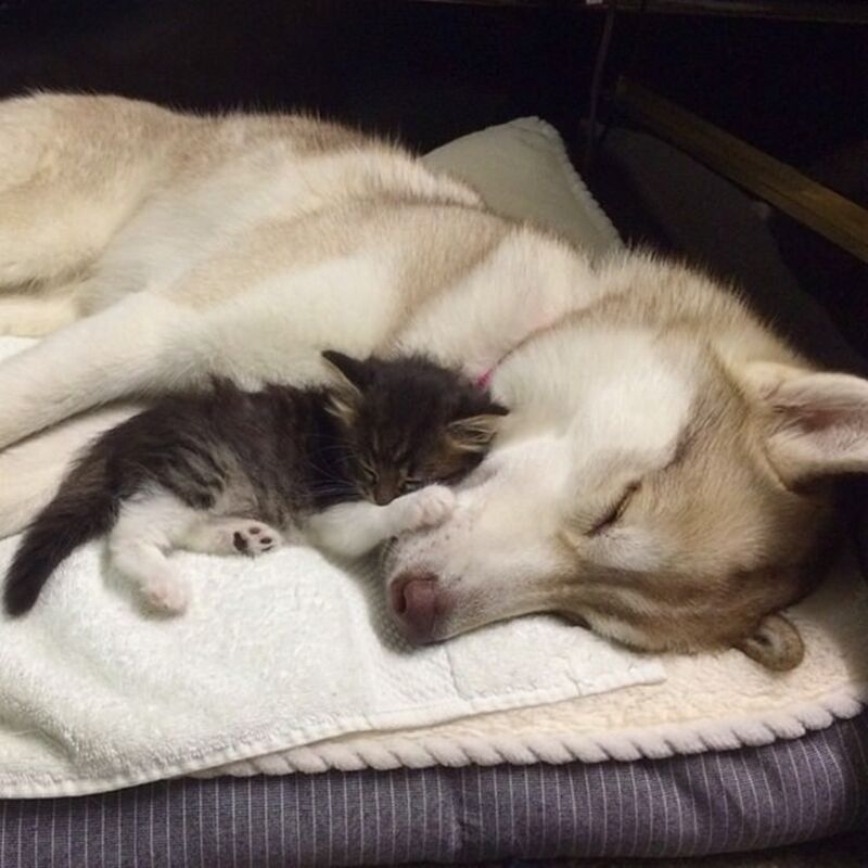 Une chienne sauve la vie d'un chaton et l'adopte !