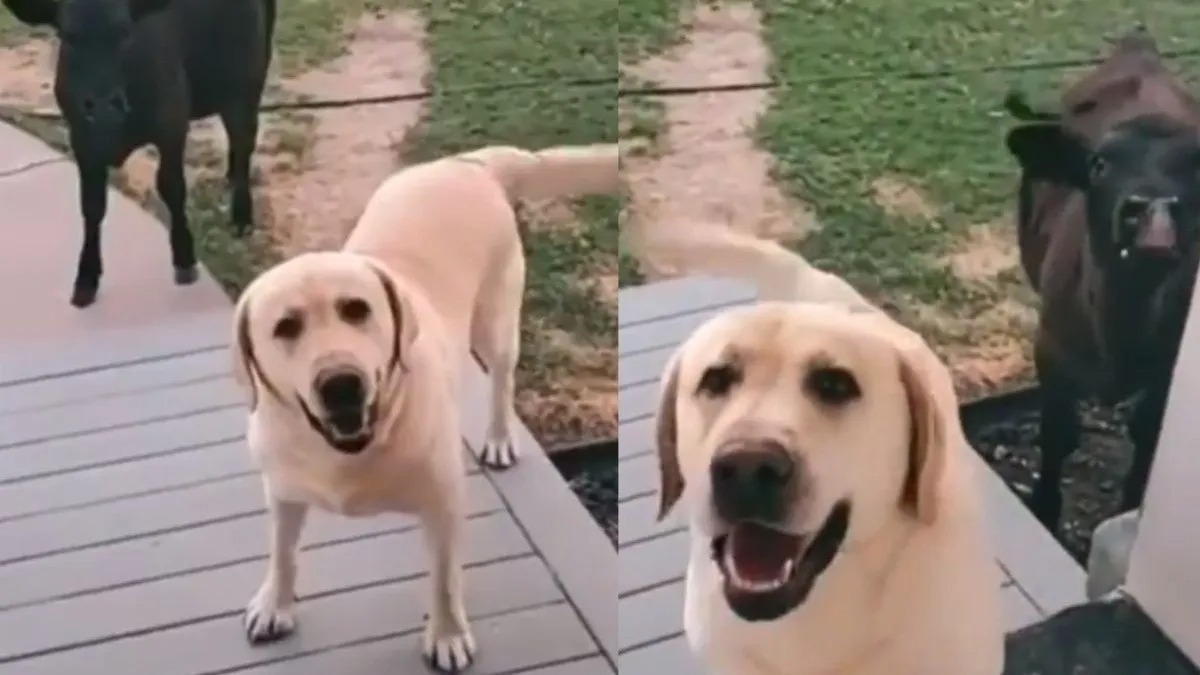 Un chien se promène et rentre à la maison avec une vache, il veut qu'on le laisse entrer !