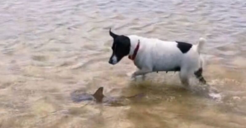 Un chien s'est lié d'amitié avec un requin-marteau alors qu'il se trouvait sur une plage !