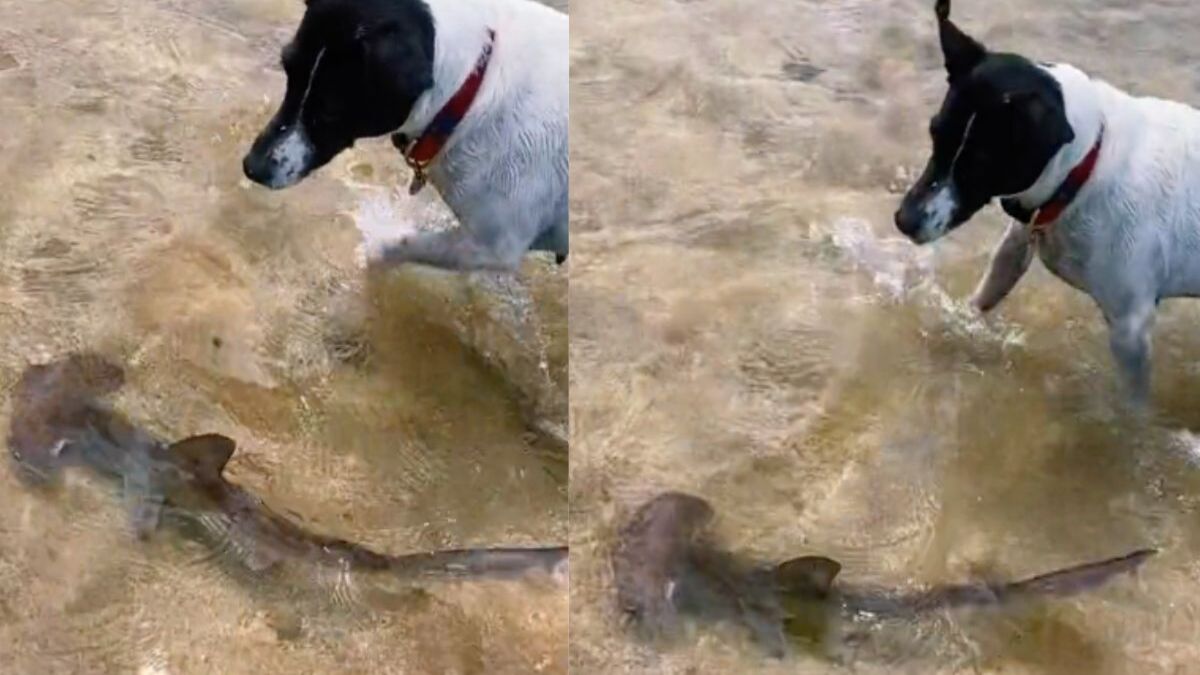 Un chien se lie d'amitié avec un requin-marteau sur une plage !