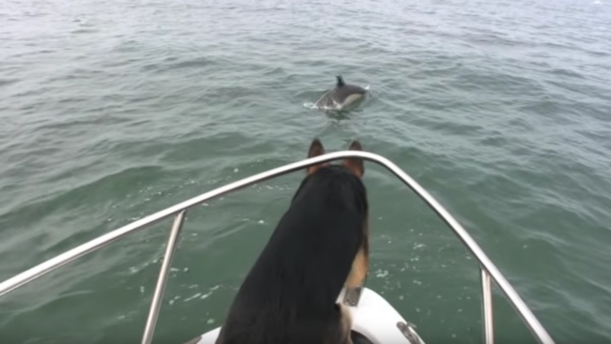Un couple de dauphins nargue un berger allemand qui saute dans l'eau à leur suite