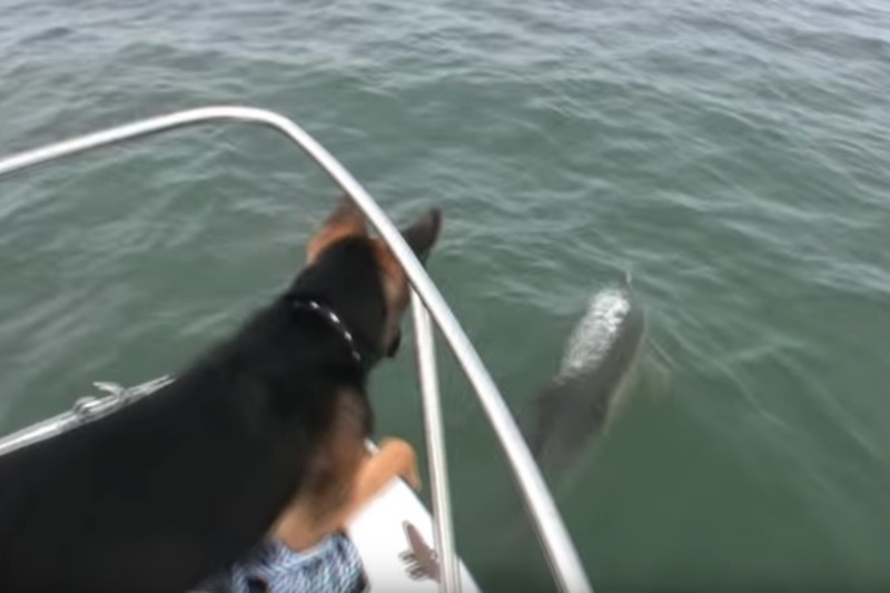 Un couple de dauphins nargue un berger allemand qui saute dans l'eau à leur suite