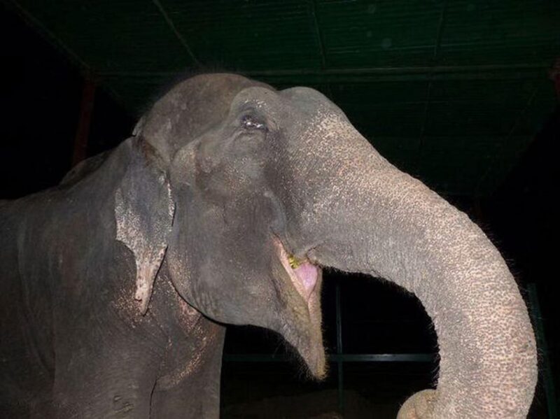 Un éléphant pleure lorsqu'il est enfin sauvé après plus de 50 ans enchaîné
