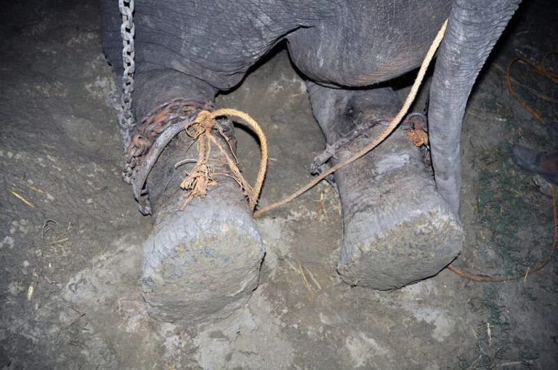 Un éléphant pleure lorsqu'il est enfin sauvé après plus de 50 ans enchaîné